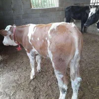 جمع اوری و ارسال گاو و گوساله|حیوانات مزرعه|تویسرکان, |دیوار