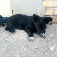 سلام سگ رژمن 2 ماه ای ماده است