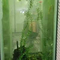 آکواریوم|ماهی|دزفول, |دیوار