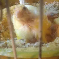 قناری ماده پس کوزه ای آماده