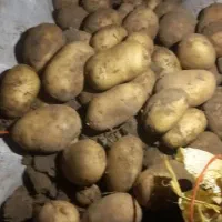 سیب زمینی بذری  1402