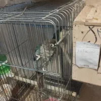 گرینچک مولد ضمانتی|پرنده|ایرانشهر, |دیوار