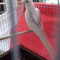 عروس هلندی فنچ|پرنده|مشهد, مشکینی (شهرک غرب)|دیوار