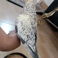 عروس هلندی مینیاتوری نر|پرنده|تبریز, |دیوار