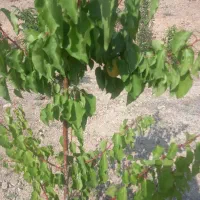 معاوضه باغچه ۷۰۰ متری با خودرو یا ملک|فروش زمین و ملک کلنگی|بومهن, |دیوار