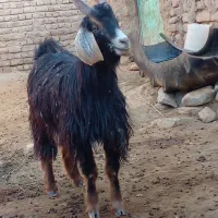 تکشاد روشاخ اخته جلو رو|حیوانات مزرعه|تایباد, |دیوار