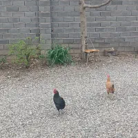 مرغ محلی|حیوانات مزرعه|خان ببین, |دیوار