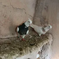 طوقی  پاک بدون ارایش|پرنده|ماهیدشت, |دیوار