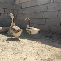 غاز