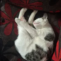 واگذاری رایگان گربه|گربه|قزوین, |دیوار