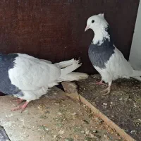 کفتر زینتی پرشی