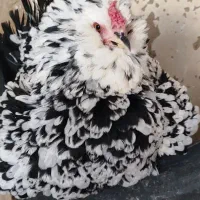 تخم نطفه دار گلین