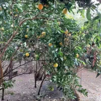 ویلا 100 متر شهری/در شهرک قدس بندرکیاشهر/زیر خاکی|فروش خانه و ویلا|کیاشهر, |دیوار