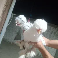 خروس سلطان