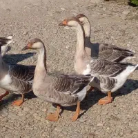 قو غاز اکراینی لیندا