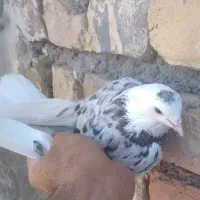 کفتر پرشی|پرنده|قم, باغ شازده|دیوار