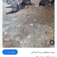 بوقلمون برنز ۸ ماهه