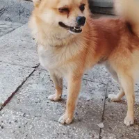 سگ پاور پامرانین