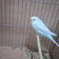 مرغ عشق نر بالغ250تومان