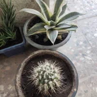 گل طبیعی خونگی|گل و گیاه طبیعی|یاسوج, |دیوار