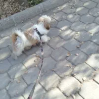 واگذاری|سگ|ساوه, |دیوار