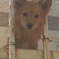 سگ پامر روباهی|سگ|شیراز, ماه فیروزان|دیوار