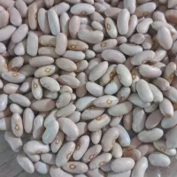 لوبیا کپسولی کرم و  لوبیا چیتی