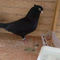 کبوتر درجه یک بازی دار