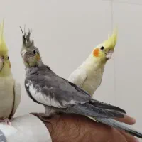 عروس هلندی جوجه دستی سفید و سیاه