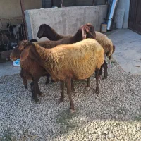 ۳ راس گوسفند درجه یک