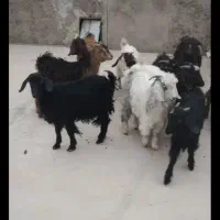 ۱۰راس بزغاله ماده|حیوانات مزرعه|دشتابی, |دیوار