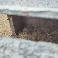 تخم مرغ محلی نطفه دار