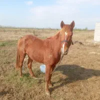 اسب|اسب و تجهیزات اسب‌سواری|رشت, فرودگاه سردار جنگل رشت|دیوار