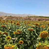 فروش-یک-هکتار-زمین-کشاورزی