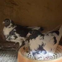 ۴ جفت کبوتر جفت گاه عتیقه خاص