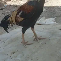 مرغ خروس نسل دار