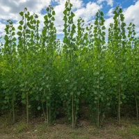 صنوبر سریعالرشد با قیمت مناسب