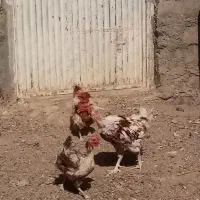 سلام تعدادی مرغ و خروس ویک تله گربه گیر|حیوانات مزرعه|سرایان, |دیوار