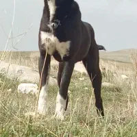 توله 11 ماهه