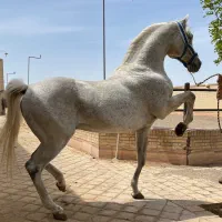 اسب اصیل