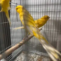 کشیده بلند|پرنده|سیرجان, |دیوار