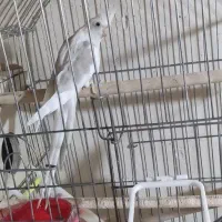 (فروش یامعاوضه با لاری اوشامو) 2 جفت عروس هلندی|پرنده|سلماس, |دیوار