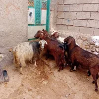 ۵عدد بز جوان بوغاز ویلینی برای نگه داشتن|حیوانات مزرعه|اردبیل, |دیوار