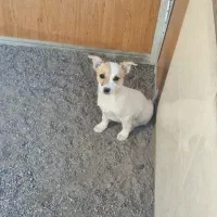 توله 3 ماه ماده گوش تیز