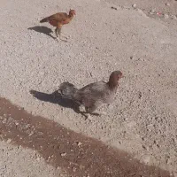 مرغ لاری|حیوانات مزرعه|میانه, |دیوار