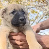 توله*سگ*های*سراب*اصیل