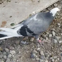 فروش ۲ عددمقلوف پرشی|پرنده|قم, زنبیل آباد|دیوار