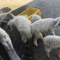 تعدادی بزغاله و بره