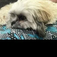 سگ شیترو پودل