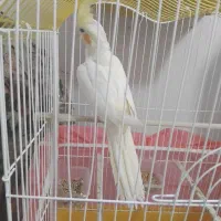 عروس هلندی نیمه رام همراه قفس و پایه